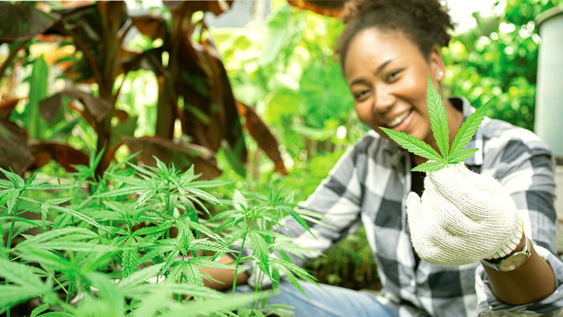 black woman wearing a black and white checked shirt and white gloves smiling while holding up a cannabis leaf in her right hand and crouched down among cannabis plants